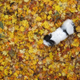 Illustration for article titled Shooting Challenge Fall Leaves Gallery 5